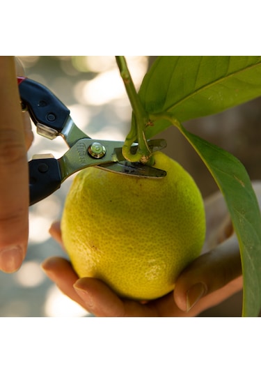 Felco 320 Meyve Toplama Makası- 112569