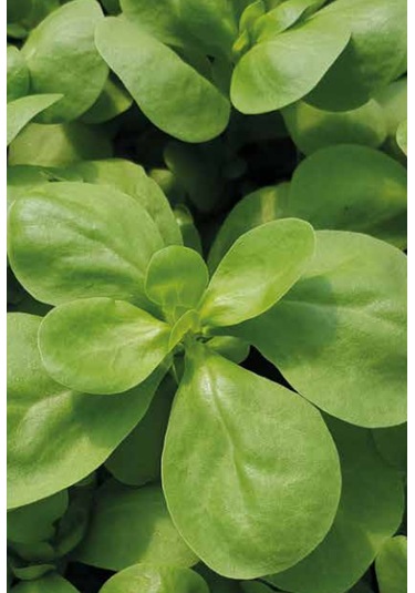 Semizotu Tohumu 10gr