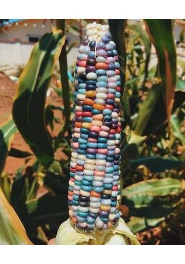 Tohum Renkli Mısır Tohumu 50 Adet