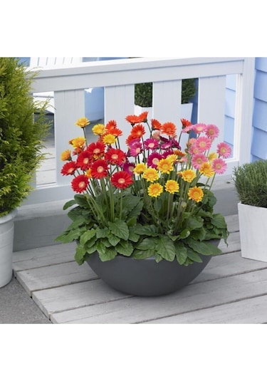 Nadir Karışık Gerbera Çiçeği Tohumu 5 Tohum Çiçek Tohumu