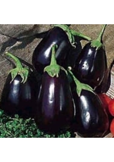 30+ Siyah Tombul Patlıcan Tohumu N114496