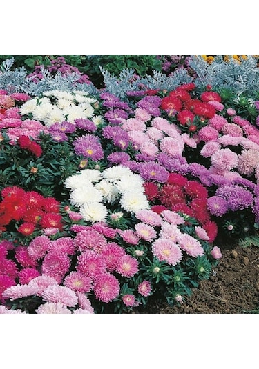 Callistephus Pompon Dark Red Aster Çiçeği Tohumu 50 Tohum