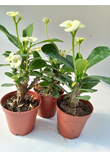 Euphorbia Milii Sarı Dikenler Tacı Çiçeği