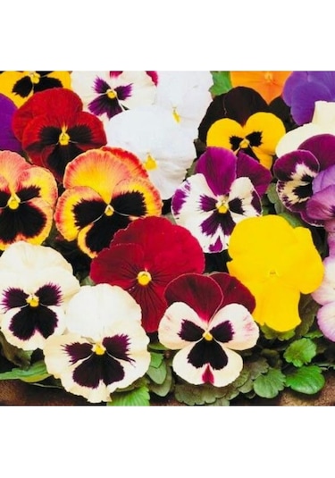 10-15 Adet Karışık Menekşe Çiçeği Tohumu