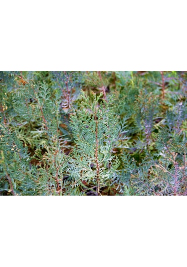 YEŞİL MAZI FİDANI 5 ADET -  ÇİT BİTKİSİ ( Thuja Orientalis )