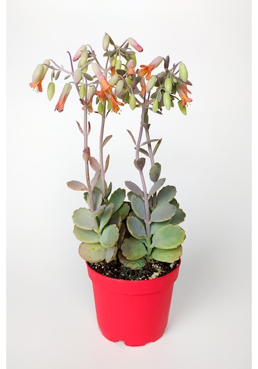 Bryophyllum Fedtschenkoi Kalanchoe Sukulent Lavanta Tarakları 8.5