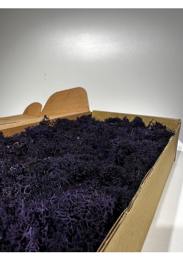 Reindermoss Şoklanmış Norveç Yosunu Terarium Yosunu Mor 500 Gr.