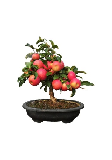 Bodur Elma Bonzai Ağacı Tohumu 5 Adet Tohum Bonsai Ağacı Tohumu