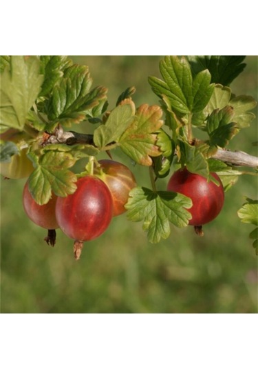 Kırmızı Bektaşi Üzümü & American Red Goosberry Fruit Tohumu Tropikal Meyve Tohumları 5 Adet Tohum