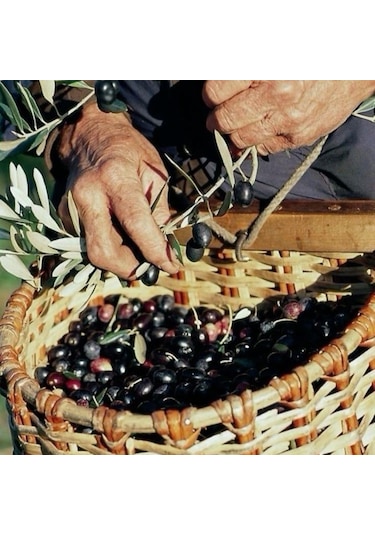Tüplü İthal İran Menşei Shangi Zeytini Fidanının