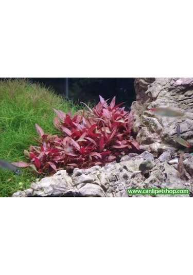 Alternanthera Reineckii 10 Adet