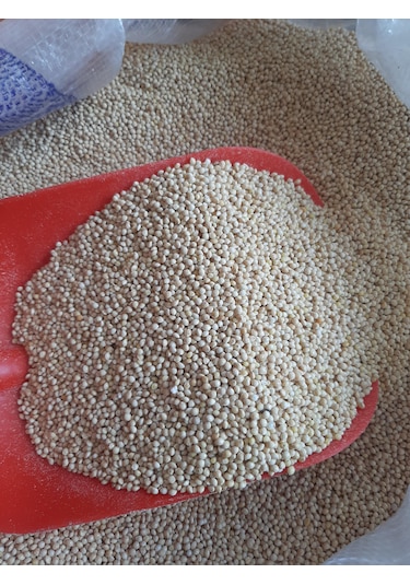 Muhabbet Kuş Yemi Ak Darı Beyaz Sade 5 Kg