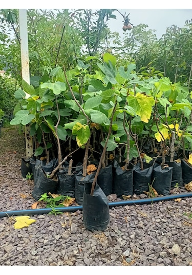 Yeşil Deniz Fidancılık Tüplü Bursa Karası İncir Fidanı 75-100 Cm