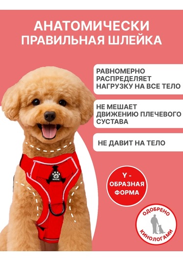 Tori Küçük Ve Orta Irklar İçin Tasmalı Köpek Kayışı Ve Kedi Şeridi 451340234