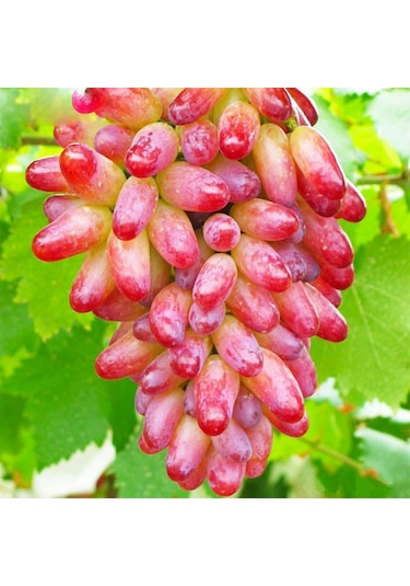 Bahçevilya Black Finger Kırmızı Siyah Üzümü 1-2 Yaş Arası Tüplü