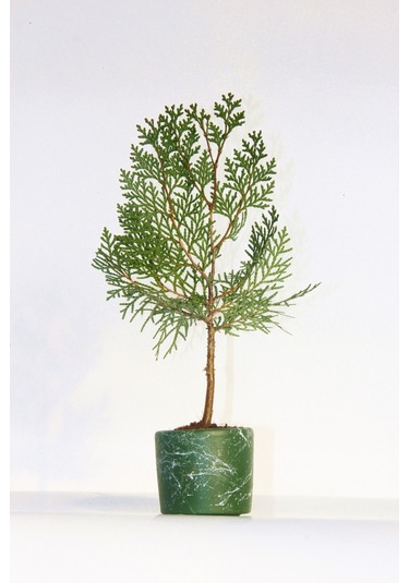 Bonsai Thuja Orientalis Yeşil Saksıda 2 Adet