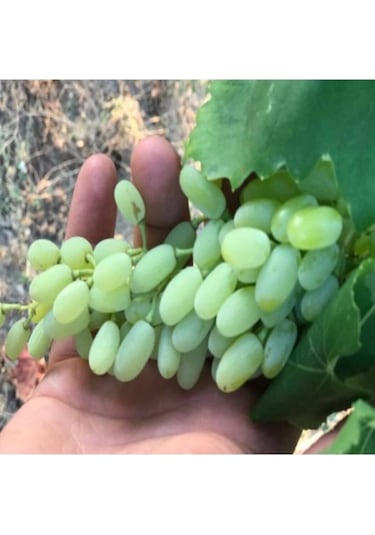 Taze Beyaz Üzüm 500 Gr