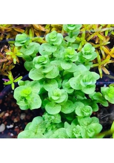 Rotala Indica Green Saksı Canlı Bitki Çok Renkli