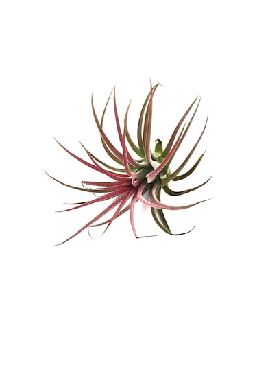 Tillandsia Lonantha (Hava Bitkisi)