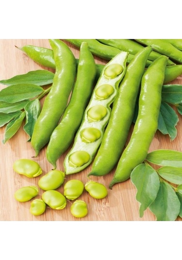 200 Adet Tohum Nadir Organik Bakla Tohumu Sürpriz Hediye Tohumludur