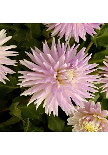 Dev Çiçekli Kiev Dahlia Yıldız Çiçeği Soğanı Yumrusu 1 Adet