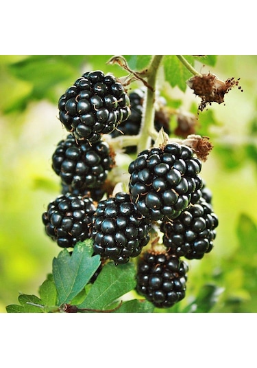 Tüplü Erkenci Yüksek Verimli Boysenberry Böğürtlen Fidanı