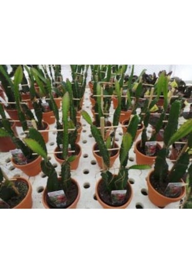 Tropikal Pitaya Tohumu Ekim Seti