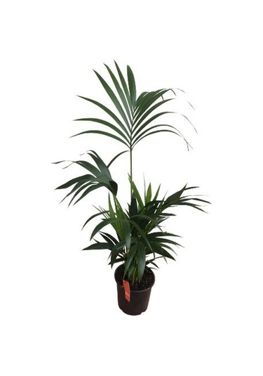 Howea Forsteriana Kentia Palmiyesi İthal - Kentya - 120 Cm