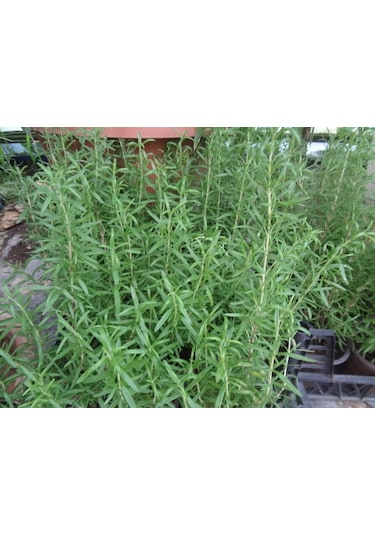 Yeşil Deniz Fidancılık Biberiye 20-40 CM