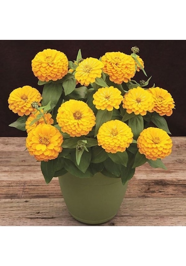 Sarı Renk Zinnia Çiçeği Tohumu