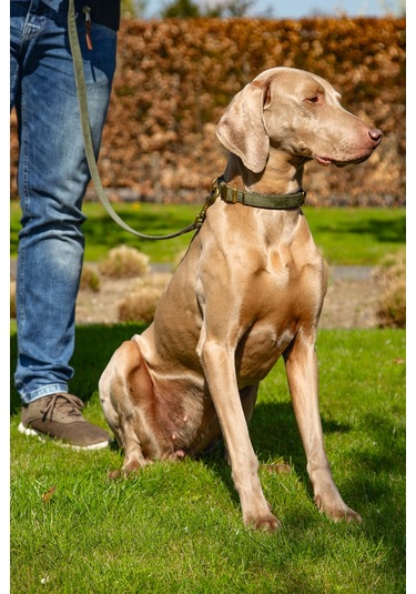 Beeztees Dbl Köpek Tasması, Kadife, Nefti, 48-70cm, 25mm Çok Renkli