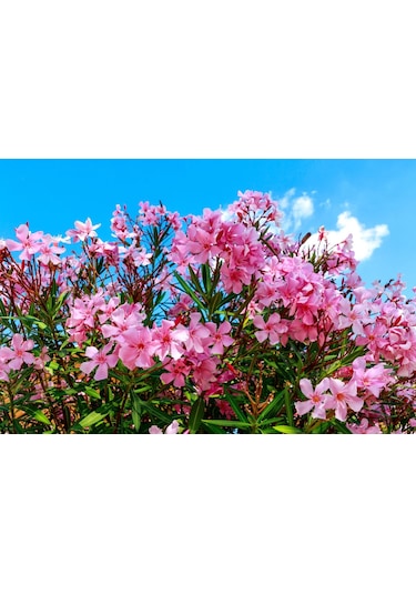 Zakkum - Nerium Oleander 5adet