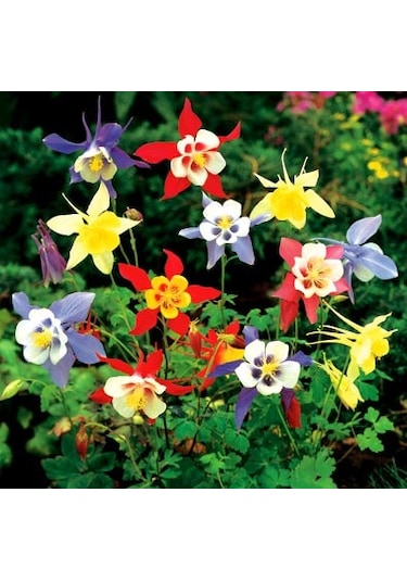 20+ Dev Haseki Küpesi Tohumu Karışık Çiçekli N113967