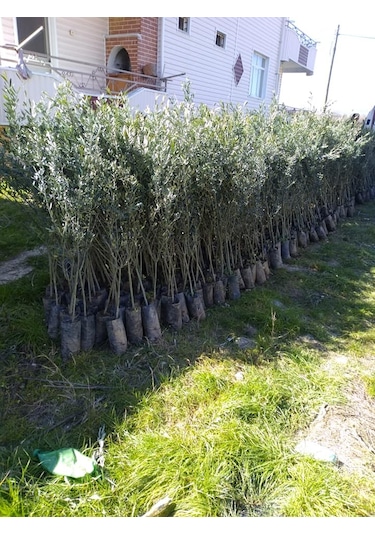 Tüplü Gemlik Trilye Zeytin Fidanı