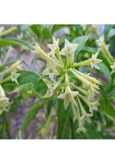 Gece Yasemini Melisa Çiçeği Fidanı