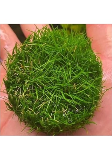Canlı Bitki, Mini Parvula In Vitro Cup, Akvaryum İçin -
