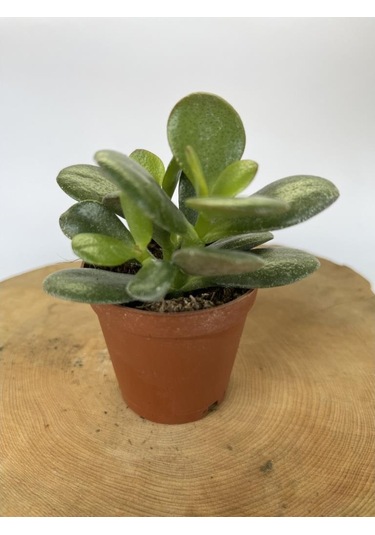 Para Çiçeği Fidanı Sukulent 10-20 Cm