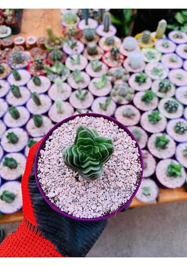 Crassula Buddha's Temple - Krasula Buda - Koleksiyonluk Tür
