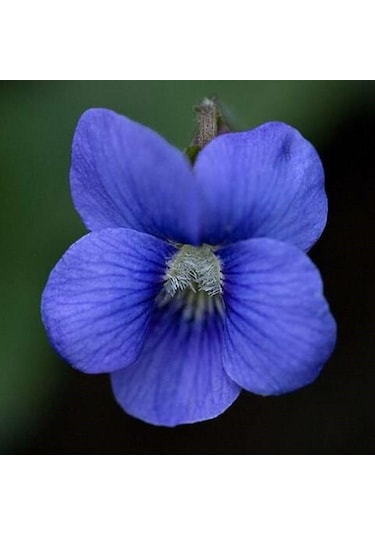 Cornuta Blue Perfection Menekşe Çiçeği Tohumu 100 Tohum