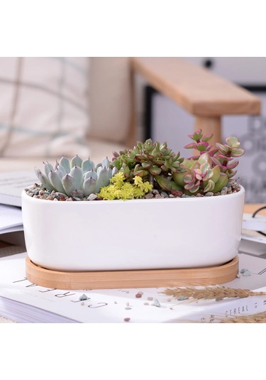 Jeehugo Beyaz Seramik Oval Sukulent Ve Kaktüs Saksısı, Bambü Tabaklı, Ev Ofis Masaüstü İçin, 2'li Set Saksı + Tabak , Bitki Yok