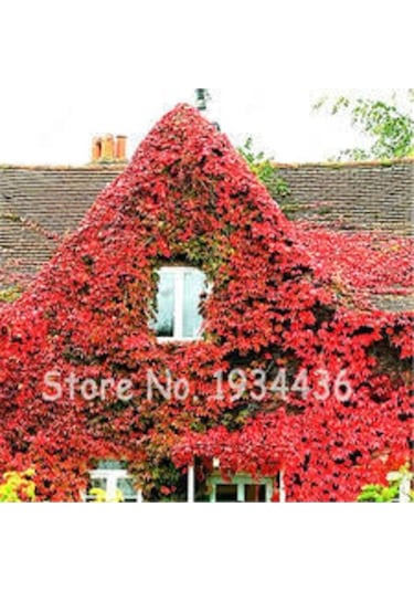 10 Adet Tohum Nadir İthal Japon Sarmaşık Tohumu Duvar Sarmaşık Hediye Tohumlu