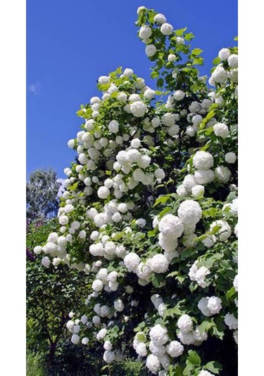 Göz Alıcı Beyaz Çiçekler: Çınar Kartopu Fidanı