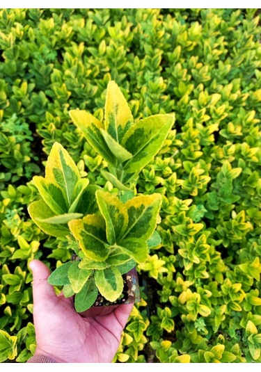 Mezar - Kabir Sarı Bitki Seti - 20 Adet Gold Taflan