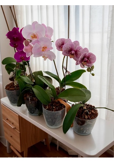 Saburg Orkide Saksısı Çiçek Saksısı Şeffaf 1,5 Litre Set 74784764