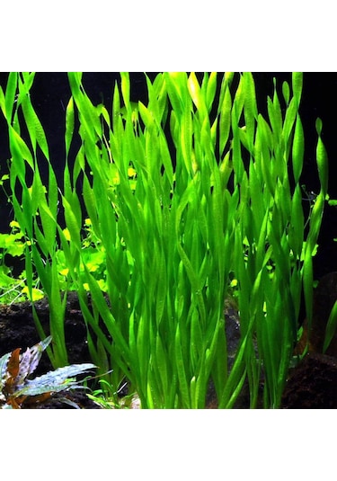 Dev Saz Vallisneria 1 Saksı Akvaryum Bitkisi Akvaryum Bitkileri 1 Bağ-Saksı