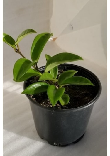 Mum Çiçeği Ruhban Beyaz 10-15cm Salon Balkon Bitkisi