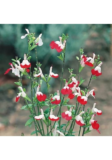 Süs Adaçayı - Salvia Microphylla 'Hot Lips' 3'lü Set
