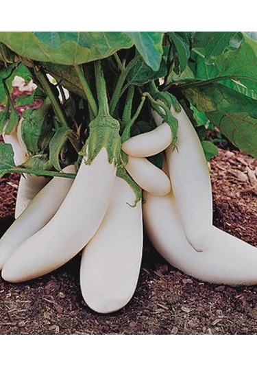 Erkenci Casper Beyaz Patlıcan Tohumu