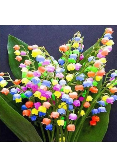 3 Adet Gökkuşağı Renkli Müge Çiçeği Soğanı