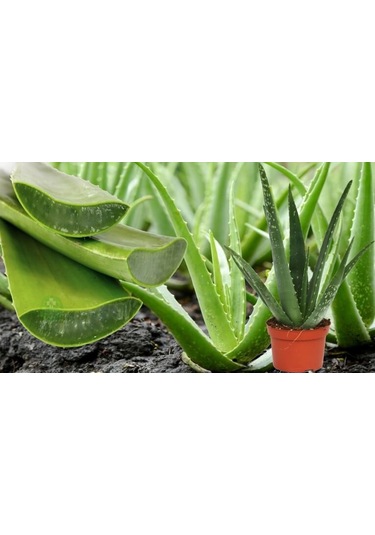 Aleo Vera Tohumu Ekim Seti 5 Tohum Aleovera Tohumu +Saksı+Toprak